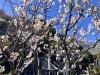 「⛩️春を告げるふたつの色⛩️」