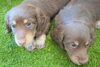 「ミニチュアダックス子犬情報」