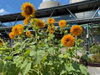 向日葵🌻「夏バテ注意報！」