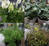 「観葉植物続々入荷中です！」