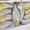 「魚魚市場鮮魚コーナーおすすめは「水イカ・ビンチョウマグロ」です♪」