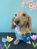 「Dog salon mofu mofu 余市町」