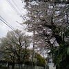 あやめ幼稚園の桜「♡寒空のソメイヨシノ満開♡　★英会話と体操のコラボ教室（堀切、お花茶屋、綾瀬、亀有、小菅）」