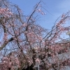 【2023年】桜の開花状況【新居浜・西条】