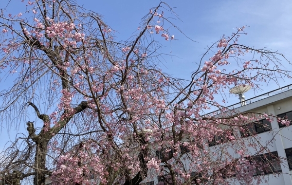 【2023年】桜の開花状況【新居浜・西条】