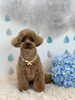 もっぷくん「わんこと梅雨☔️」