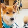 まるちゃん「今日のお友達」