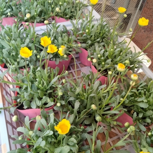 パッションフルーツの苗の販売も4/20頃より開始「春の花　ムルチコーレ　かわいい黄色の花が咲きます。　石川農園　八王子市高月町　より入荷！　毎年恒例、パッションフルーツの苗は今年も販売します。4/20頃販売開始。予約も受け付けます。パッションフルーツ」