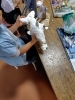 しっぽが大きいと粘土だけでは……「シャチらしくなってきた！」