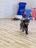 ぷっかくんボール遊び大好き🩷「ましゅまろ幼稚園🐾」