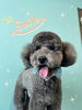 「わんこちゃん♡ Dog salon mofu mofu余市町」