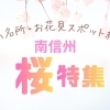 桜の季節！南信州でお花見するならココ！【飯田市・下伊那郡など】