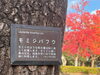 「一足早く葛飾に秋の紅葉を告げる【モミジバフウ（紅葉葉楓）】が綺麗に色づき見頃です！関東・東京の紅葉名所スポット！都立水元公園☆第一駐車場☆2022年11月3日（木祝）撮影」