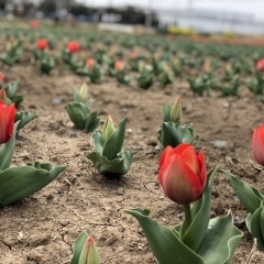 2019年3月29日現在～【花のオアシス】チューリップ畑　開花状況～　