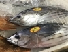 「魚魚市場鮮魚コーナーおすすめは「ヨコスジフエダイ」です♪」