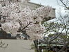 「桜が満開です」