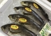 「魚魚市場鮮魚コーナーおすすめは「赤イサキ」です♪」
