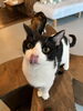 おはぎ「和菓子兄弟🍡白黒猫のおはぎ」