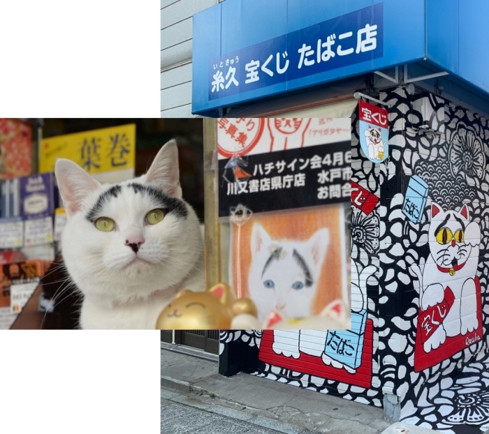 招き猫のいる店 糸久たばこ店 まいぷれセレクション まいぷれ 水戸市 招き猫のいる店 糸久たばこ店 まいぷれセレクション まいぷれ 水戸市