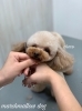 「秋のオプションキャンペーン　（＾Ｏ＾）」