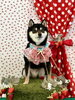 ニコちゃん「わんことストロベリー🍓」