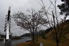 「桜の木々がピンクに染まり始めました」