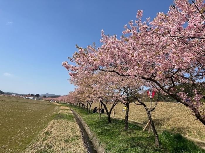 春殖)地区赤川沿いの河津桜　雲南市大東町