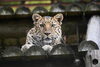 ラム「ヒョウの放飼スケジュールについて」