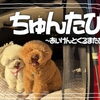 GWに愛犬と福島県の道の駅巡り①県南エリアを車中泊で巡る旅！