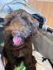 元気いっぱい、すくすく成長中「3回目のワクチン完了！新しい看板犬「ALOHA」です」