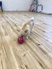 絆くんのボール遊び🤣「ましゅまろ幼稚園　🐶」