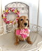 わかめちゃん「わんこと秋桜」