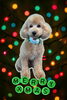 「Dog salon mofu mofu　余市町」