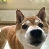ももちゃん