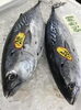 「魚魚市場鮮魚コーナーおすすめは「水イカ」です♪」