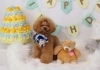モデル立ち(笑)ポワンくん「Anniversaryphoto　(*^-^*)」