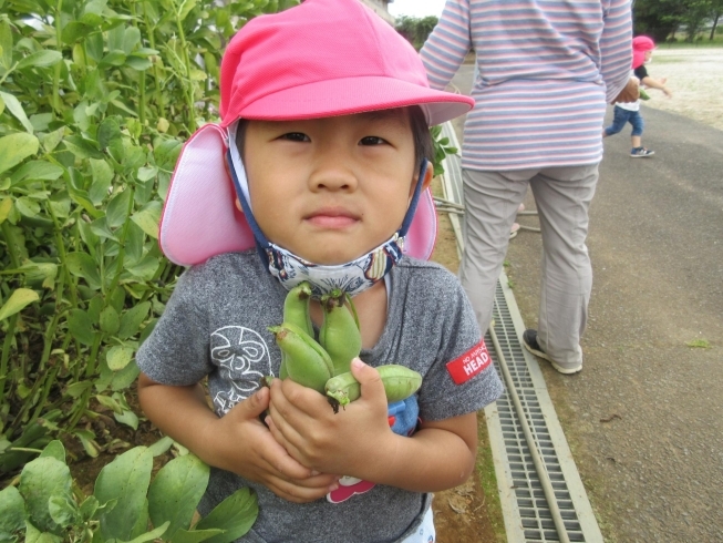 ぼく，そら豆採るの得意なんだ！「美味しい野菜がいっぱい採れました！」