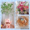 ピンクの薔薇は感謝♡Merciありがとうと同じ♬︎「出雲市上塩冶町のエステサロンMerci☆リニューアルOPEN♪」