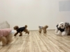 たまにマイペースさん　笑「ましゅまろ幼稚園🐾」