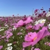 【2022年10月20日（木）撮影】コスモス開花状況～コスモスアリーナふきあげ（埼玉県鴻巣市）