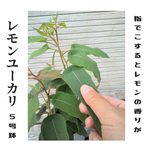 レモンユーカリ 5号鉢入荷しました 札幌市北区太平のお花屋さん 花だより 花だよりのニュース まいぷれ 札幌市北区 東区 レモンユーカリ 5号鉢入荷しました 札幌市北区太平のお花屋さん 花だより 花だよりのニュース まいぷれ 札幌市北区 東区