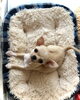 白い手袋　白い靴下　しっぽの先も白い　わたし「ぱぱ＆まま募集です　(*´꒳`*)」