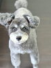 今日もまんまる！なうきちゃん🐻「お客様のご紹介🐶[大分市高崎/貸切トリミング]」