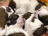シーズー子犬「シーズー子犬」