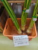 「秋野菜豊富です🙂」
