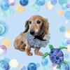 「Dog salon mofu mofu　余市町」