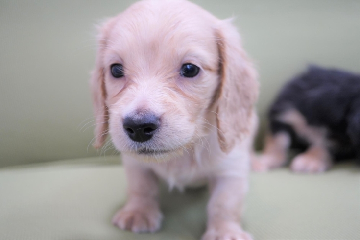 「ミニチュアダックス子犬情報」