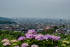 「【新居浜市山田町】あじさいロードの紫陽花が咲き始めています（2023年6月7日時点）」