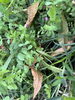 バッタさんのかくれんぼ「ビオトープ🌱」