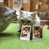 抱っこチェキ会 宮崎ナナイロ メガドンキ にある猫カフェ 漫画 ドリンクバー ワークプレイス 猫カフェmocha モカ のニュース まいぷれ 宮崎